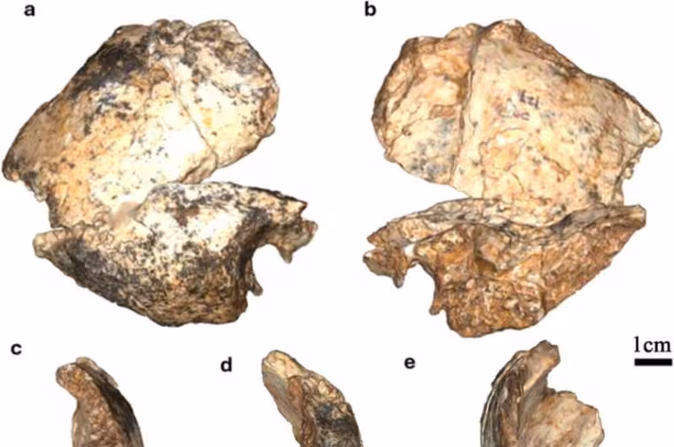 Dospělá fosilie potvrzuje přítomnost Homo erectus v jižní Africe před dvěma miliony let